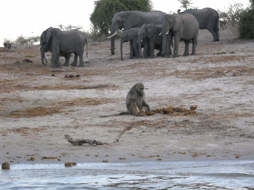 Baboon eating elephant dung