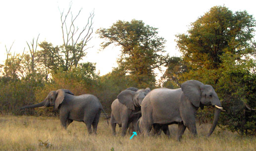 Four female adults protecting one baby elephant