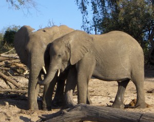 Elephants feeding each other dirt
