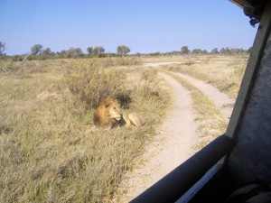Lion hidden from truck behind bush.